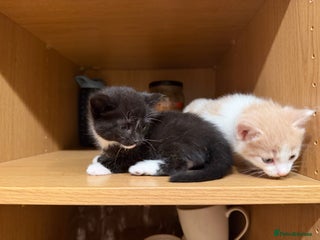 British Shorthair cats Looking for new home!!! Just black boy left!!! - Advert 17