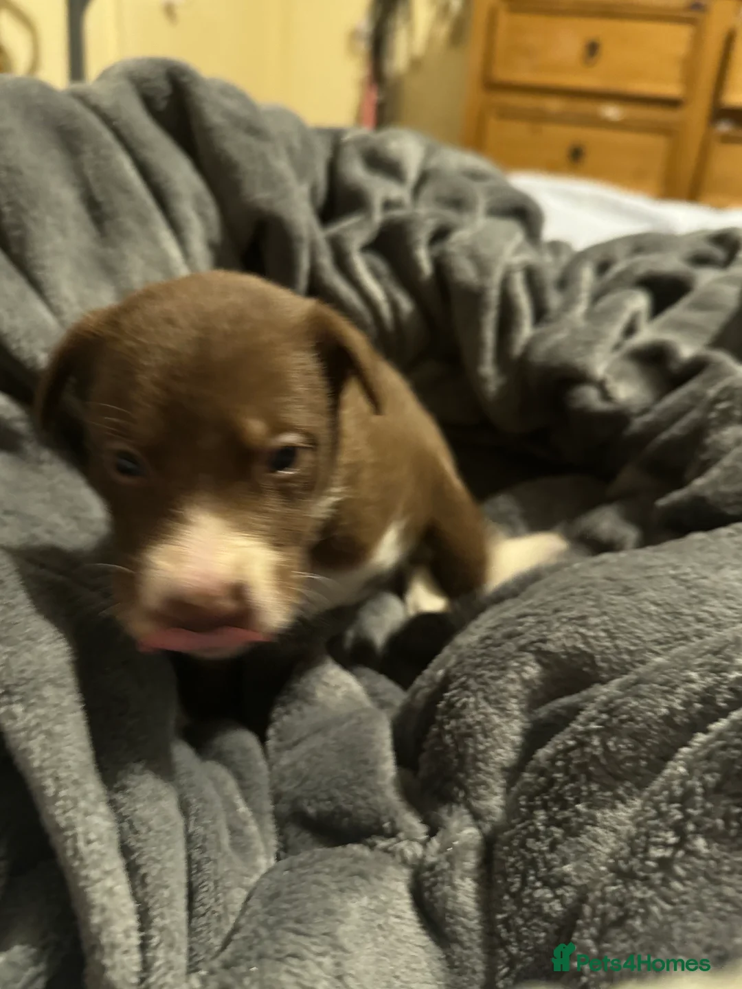 Borador dogs for sale: 8 lab cross collies  - Advert 4