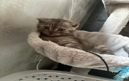 Scottish Fold cats for sale: Scottish fold kittens ready to find new homes - Image 17