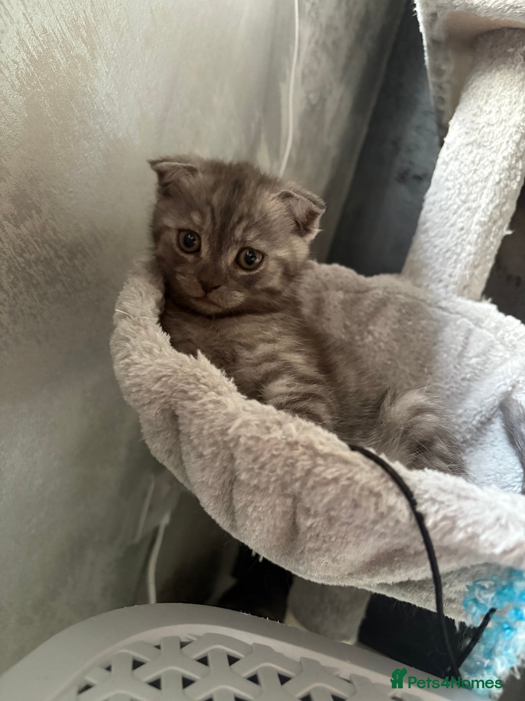 Scottish Fold cats for sale: Scottish fold kittens ready to find new homes - Image 17