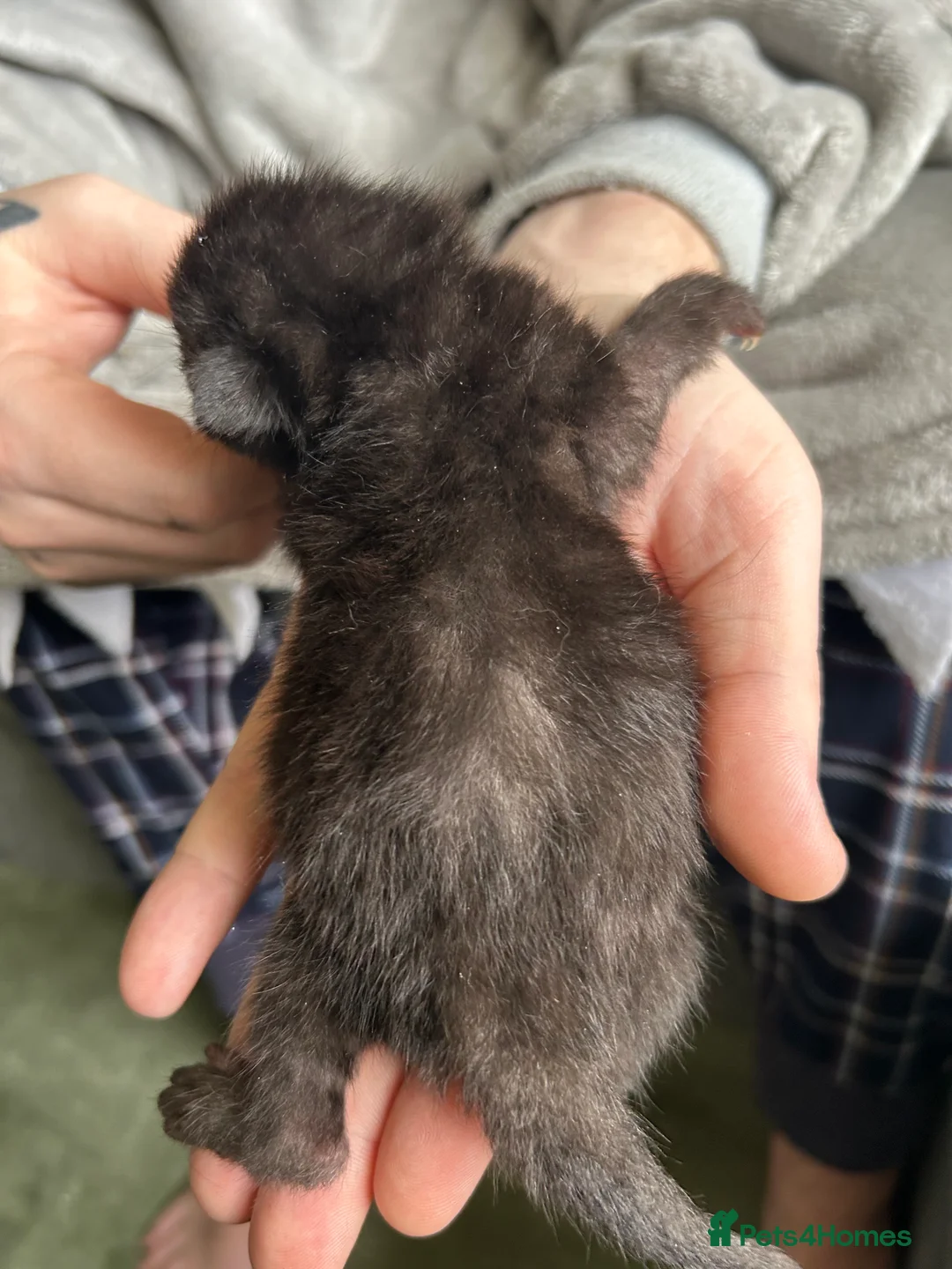 Mixed Breed cats for sale: 11 Stunning Kittens - Advert 24