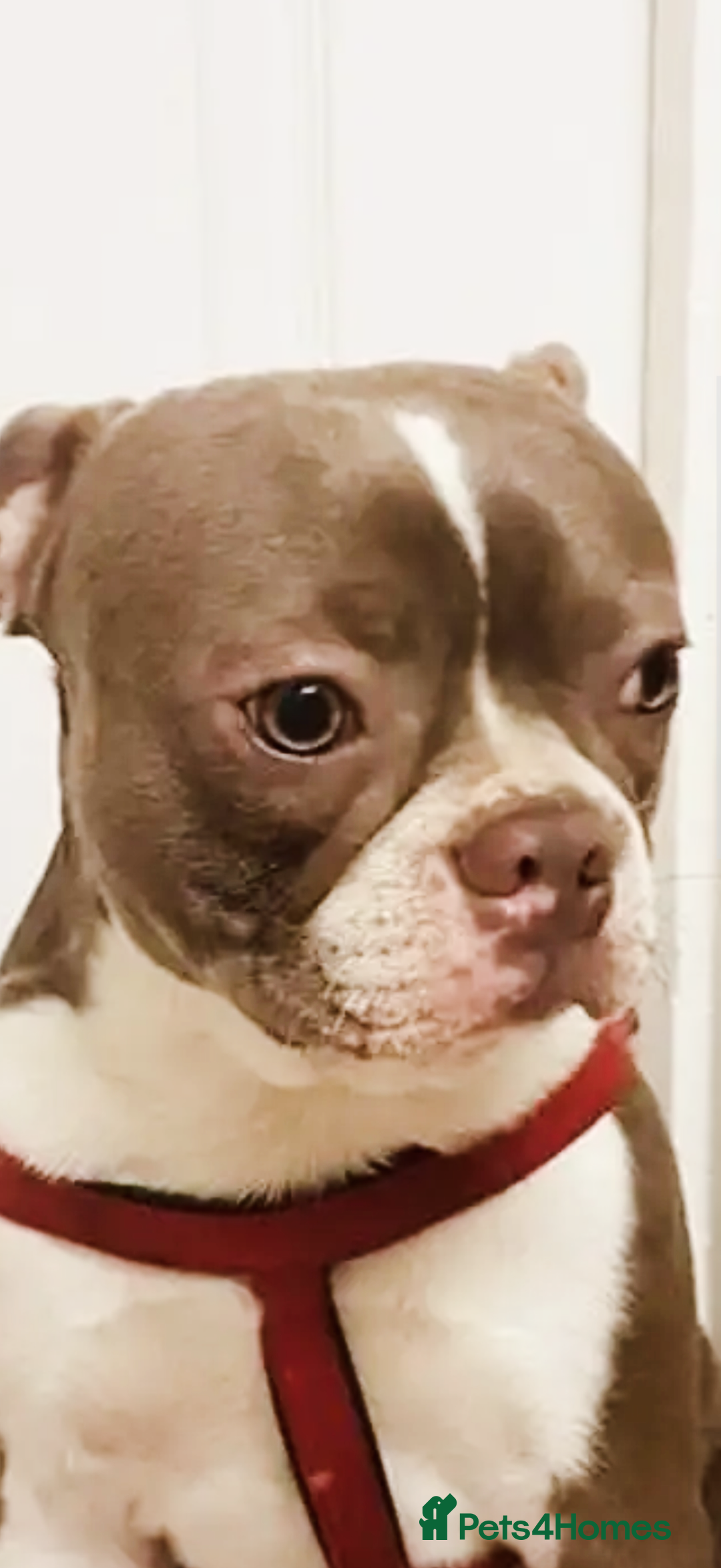 Mixed Breed dogs for sale: Lakeland x Boston terrier - Image 6