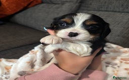 Cavalier King Charles Spaniel dogs for sale: KC REG Trio- Cavalier King Charles  - Image 4