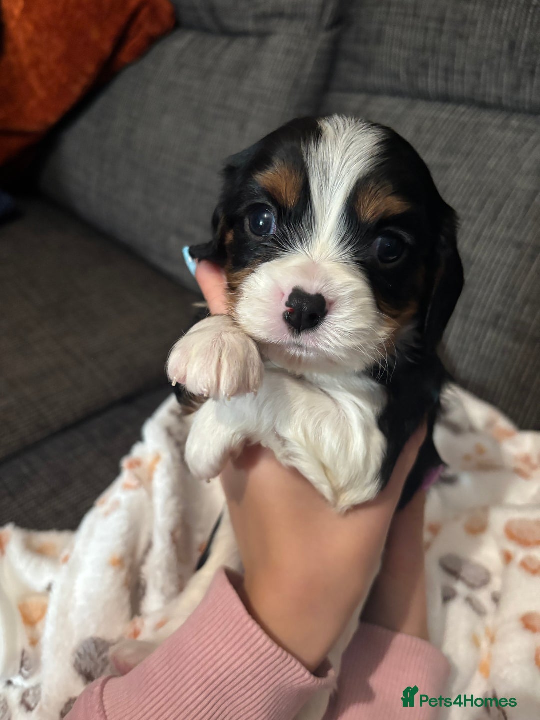 Cavalier King Charles Spaniel dogs for sale: KC REG Trio- Cavalier King Charles  - Image 4