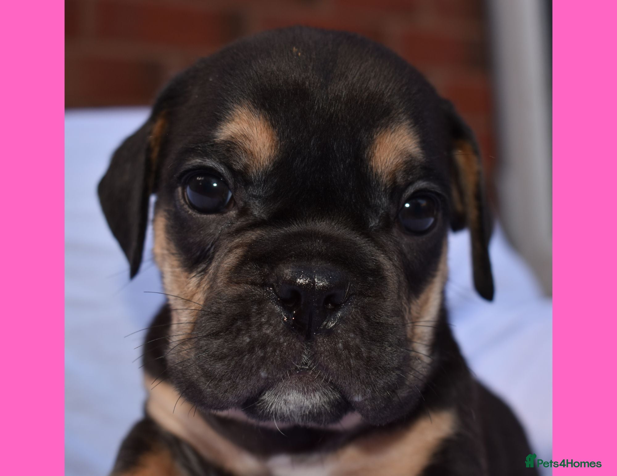 English Bulldog dogs KC Registered Litter of Exotic English Bulldogs - Advert 6