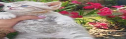 Mixed Breed cats for sale: Bengal mix  - Advert 12