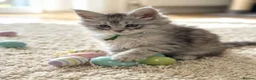 Maine Coon cats for sale: Outstanding pedigree kittens  - Advert 11