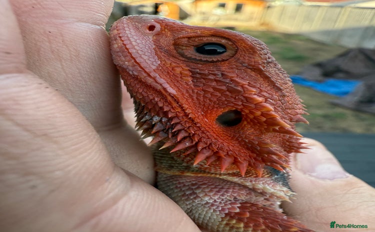 Bearded Dragon reptiles - Advert 4