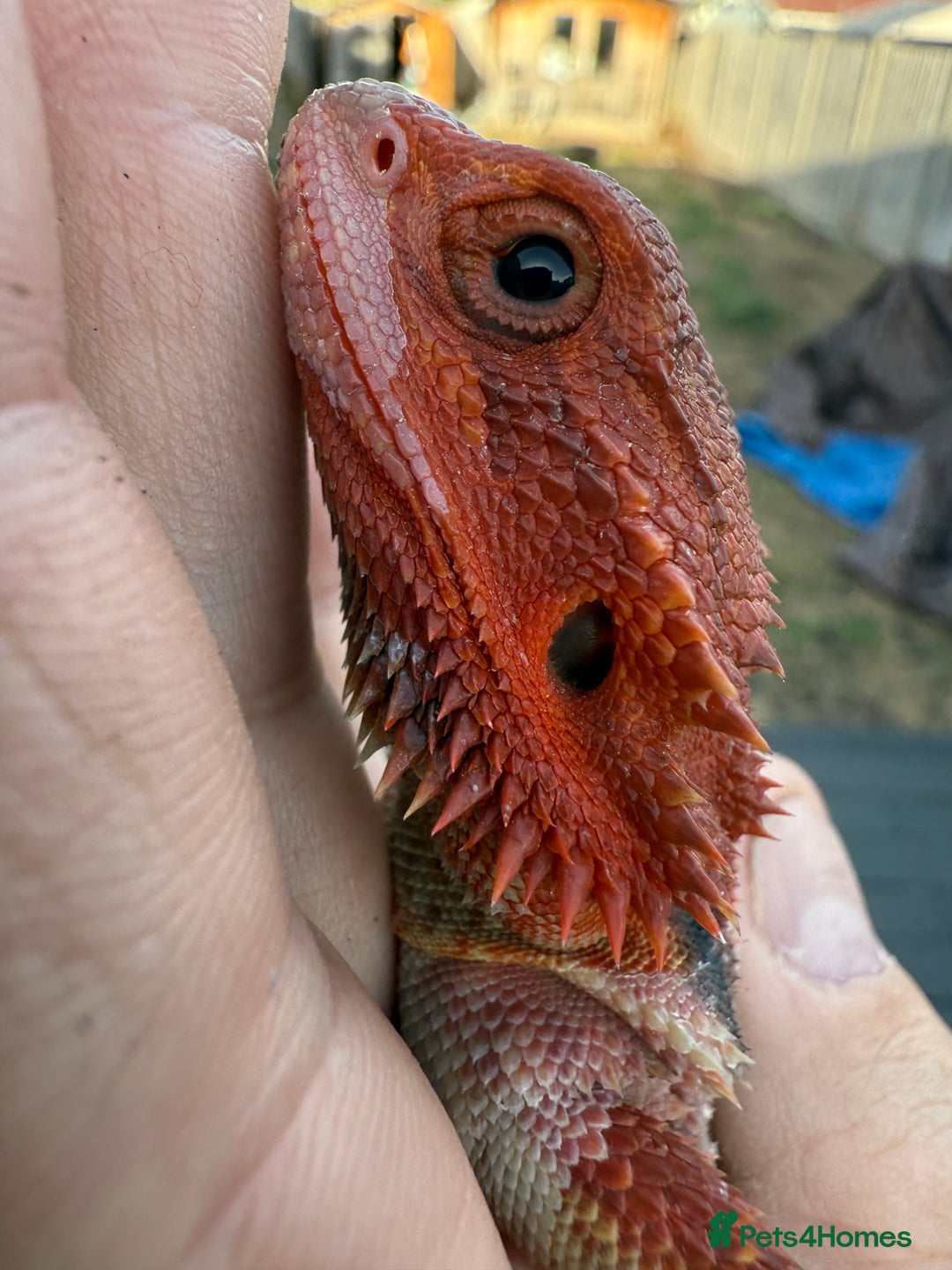 Bearded Dragon reptiles for sale: Red Monster  - Image 1