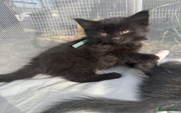 Mixed Breed cats for sale: Litter of Kittens For Sale - only 1 Male left in Dunstable - Image 23
