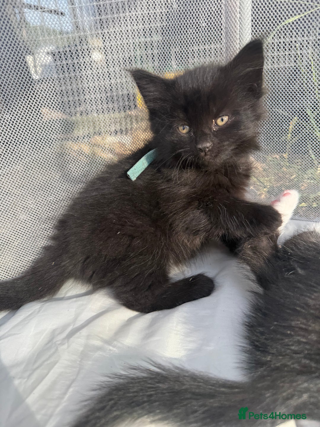 Mixed Breed cats for sale: Litter of Kittens For Sale - only 1 Male left in Dunstable - Image 23
