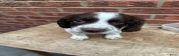 English Springer Spaniel dogs for sale: KC registered springer spaniels ready now. - Advert 3
