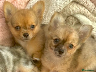 Chihuahua dogs Merle Chihuahua Puppies Ready Now - Advert 9