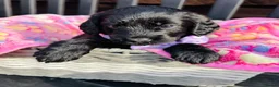 Labradoodle dogs for sale: 🐶 Beautiful Toy Labradoodles for sale 🐶  - Advert 11