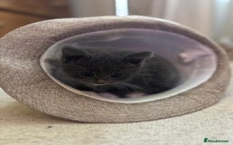 British Shorthair cats for sale: British shorthair x - Image 13