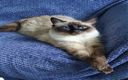Ragdoll cats for sale: Gorgeous ragdoll kittens - 1 girl left - Image 9