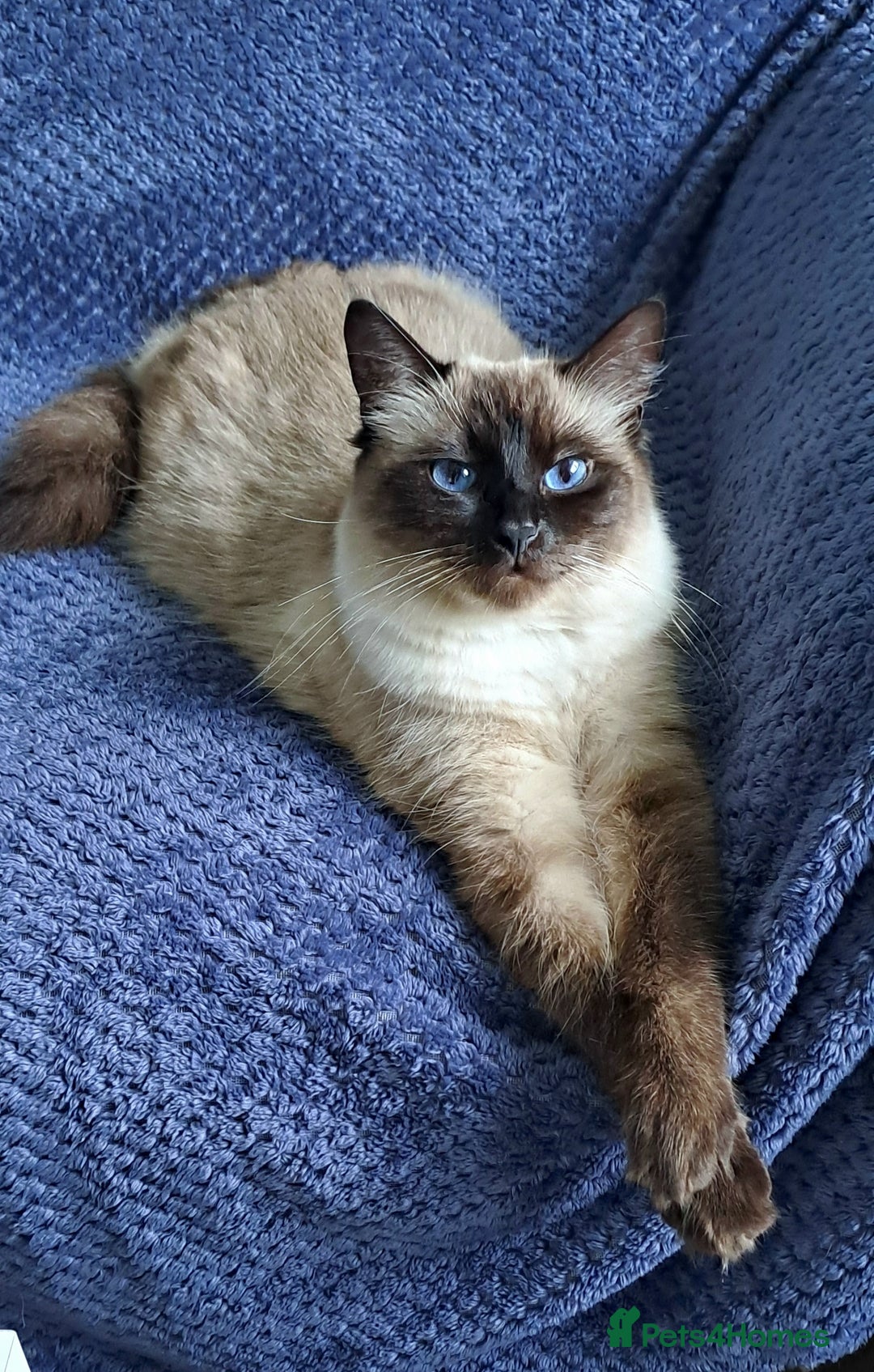 Ragdoll cats for sale: Gorgeous ragdoll kittens - 1 girl left - Image 9
