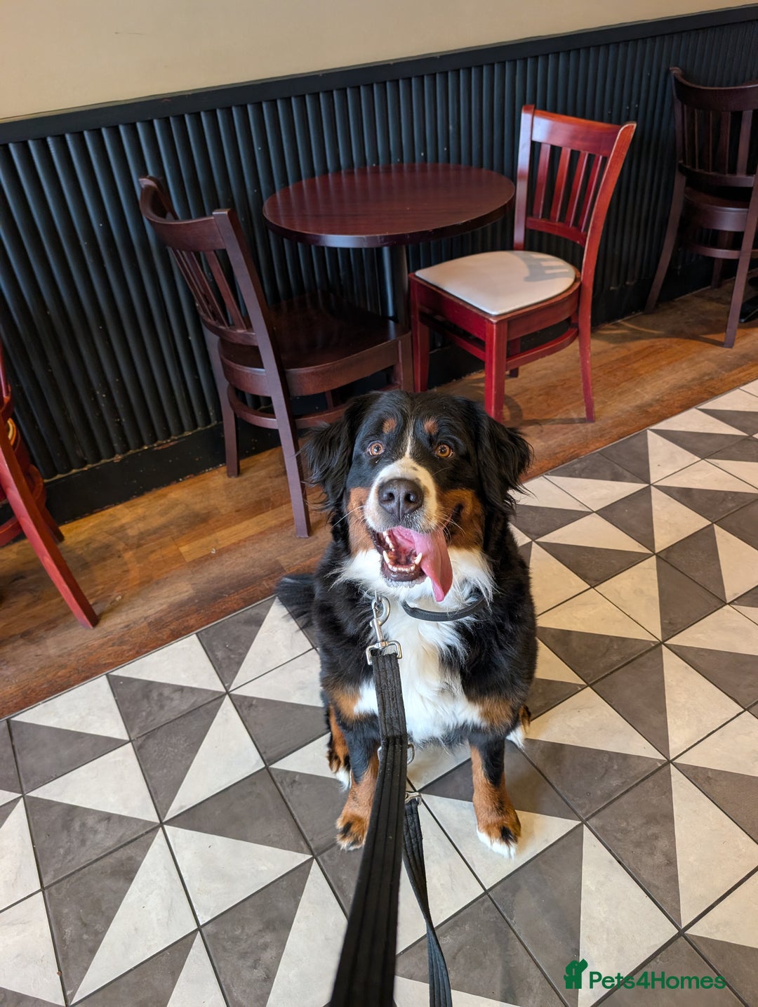 Bernedoodle dogs for sale: Expecting a Tri-coloured litter of Bernedoodles  - Advert 1