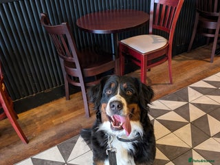 Bernedoodle dogs Expecting a Tri-coloured litter of Bernedoodles - Advert 1