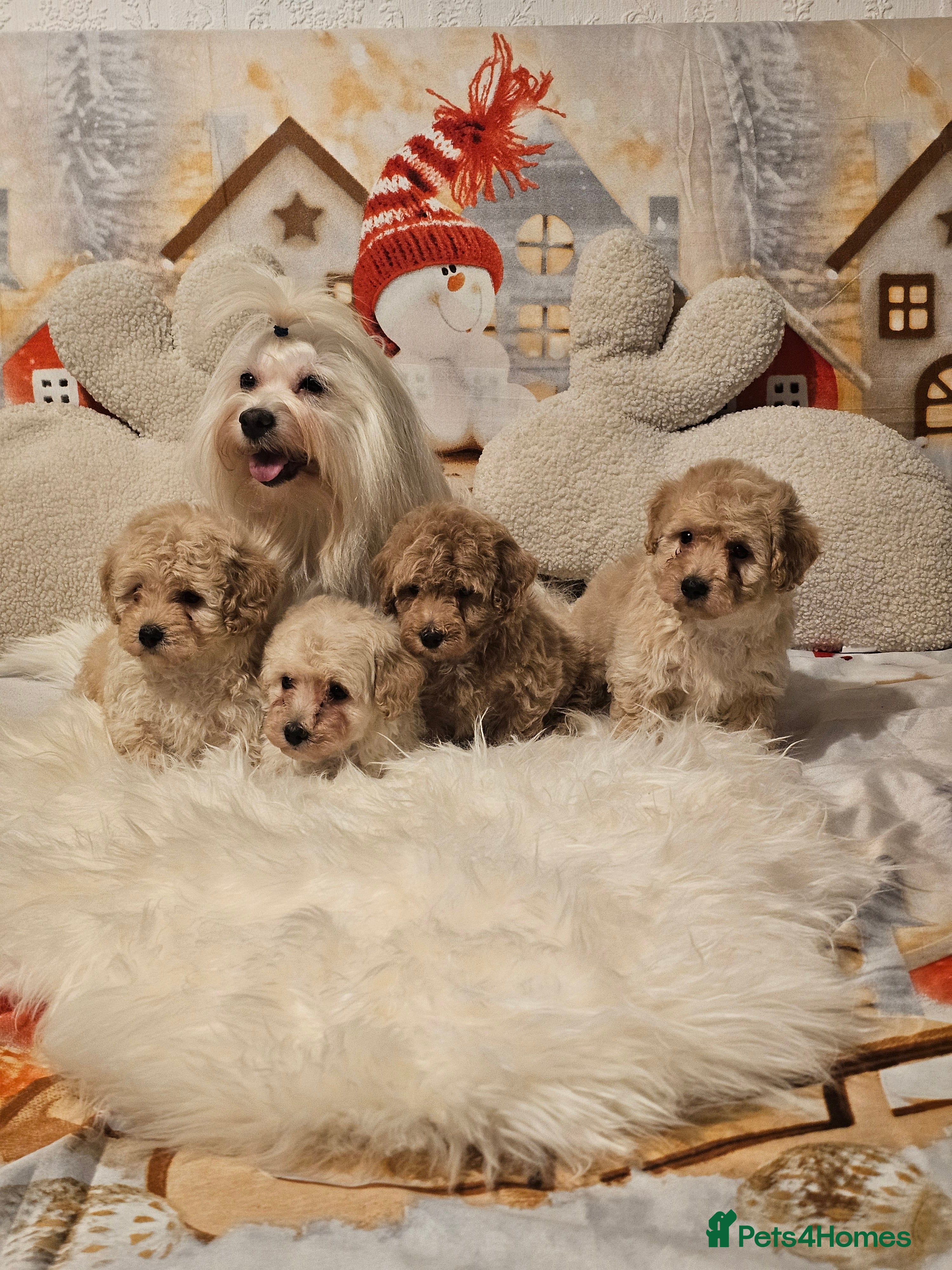 Maltipoo dogs 🐶 Beautiful Apricot Maltipoo Puppies for Sale 🐶 - Advert 3