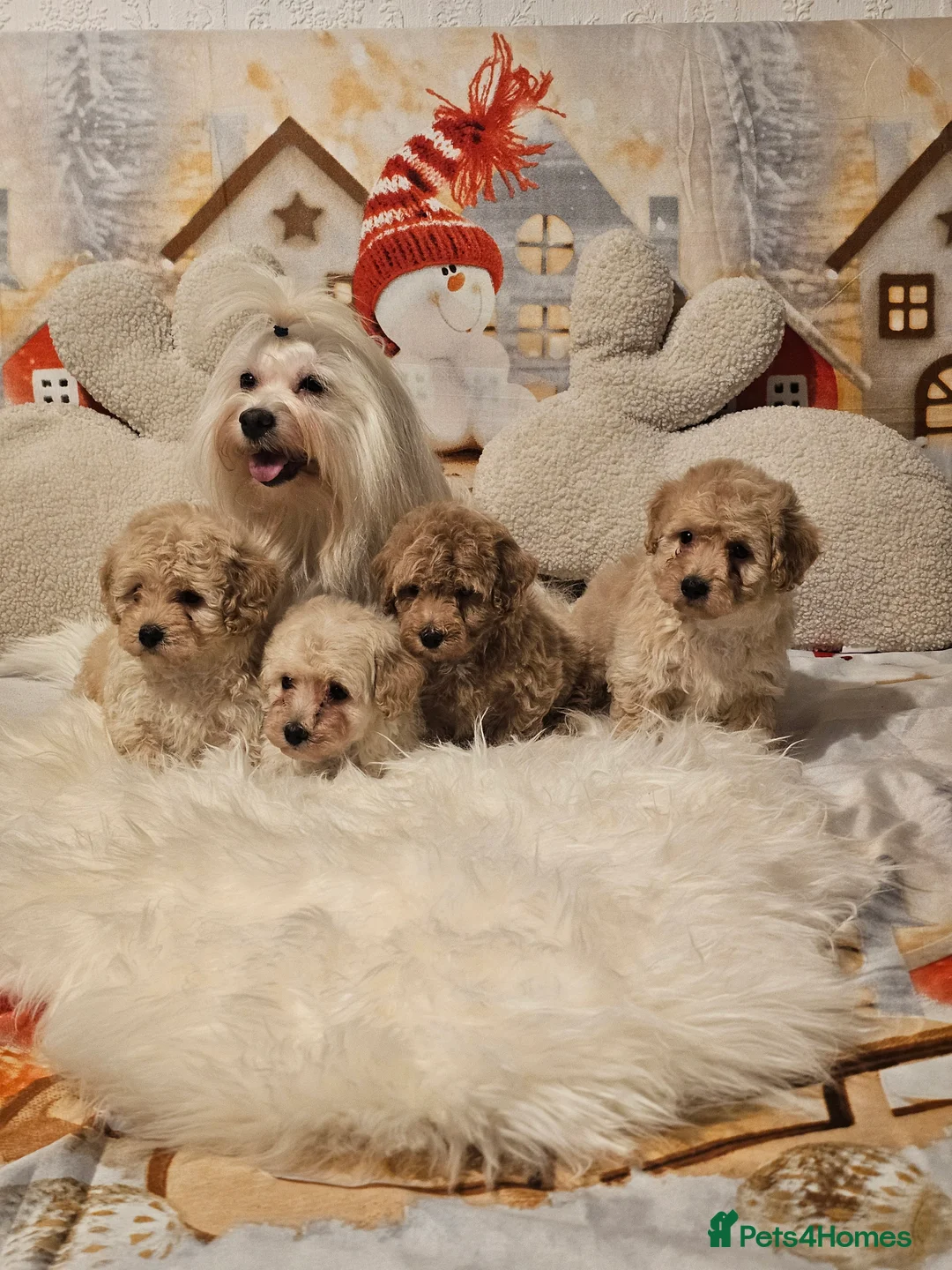 Maltipoo dogs for sale: 🐶 Beautiful Apricot Maltipoo Puppies for Sale 🐶 - Advert 1
