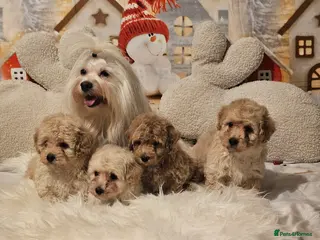 Maltipoo dogs 🐶 Beautiful Apricot Maltipoo Puppies for Sale 🐶 - Advert 3