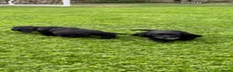 Sprocker dogs for sale: Two Black Sprockers - Advert 21