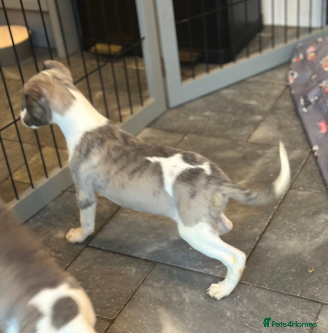 Whippet dogs for sale: 3 boys available  - Advert 9