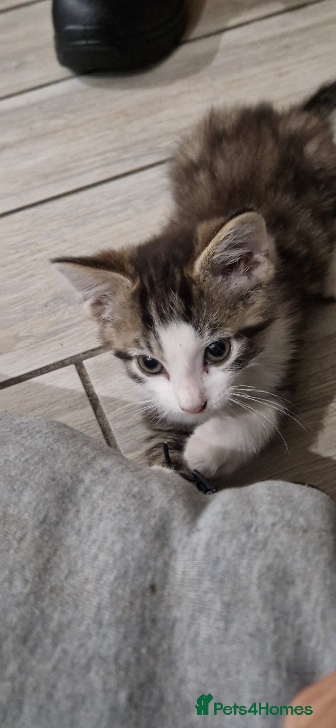 British Shorthair cats for sale: Cats shorthair - Advert 3