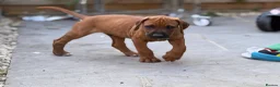Rhodesian Ridgeback dogs for sale: * 2 Chunky Girls with Black Masks Available *  - Advert 3