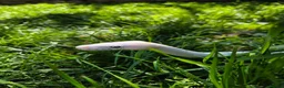 Python Snake reptiles for sale: Blue Eyed Leucistic (BEL) Python Ball in Stockport - Advert 5