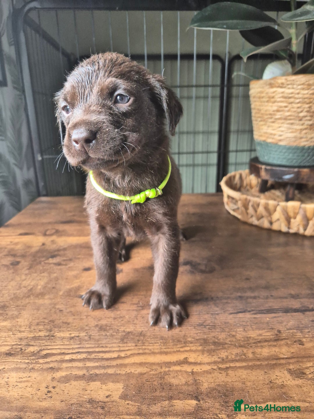 Labrador Retriever dogs for sale: Labrador retriever puppies - Image 11