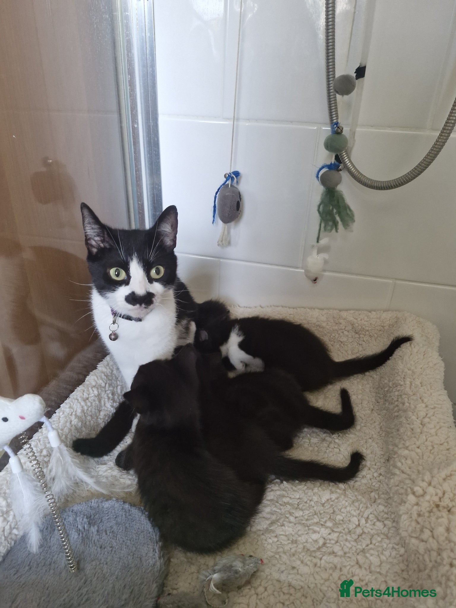 Mixed Breed cats Kittens black and white - Advert 9