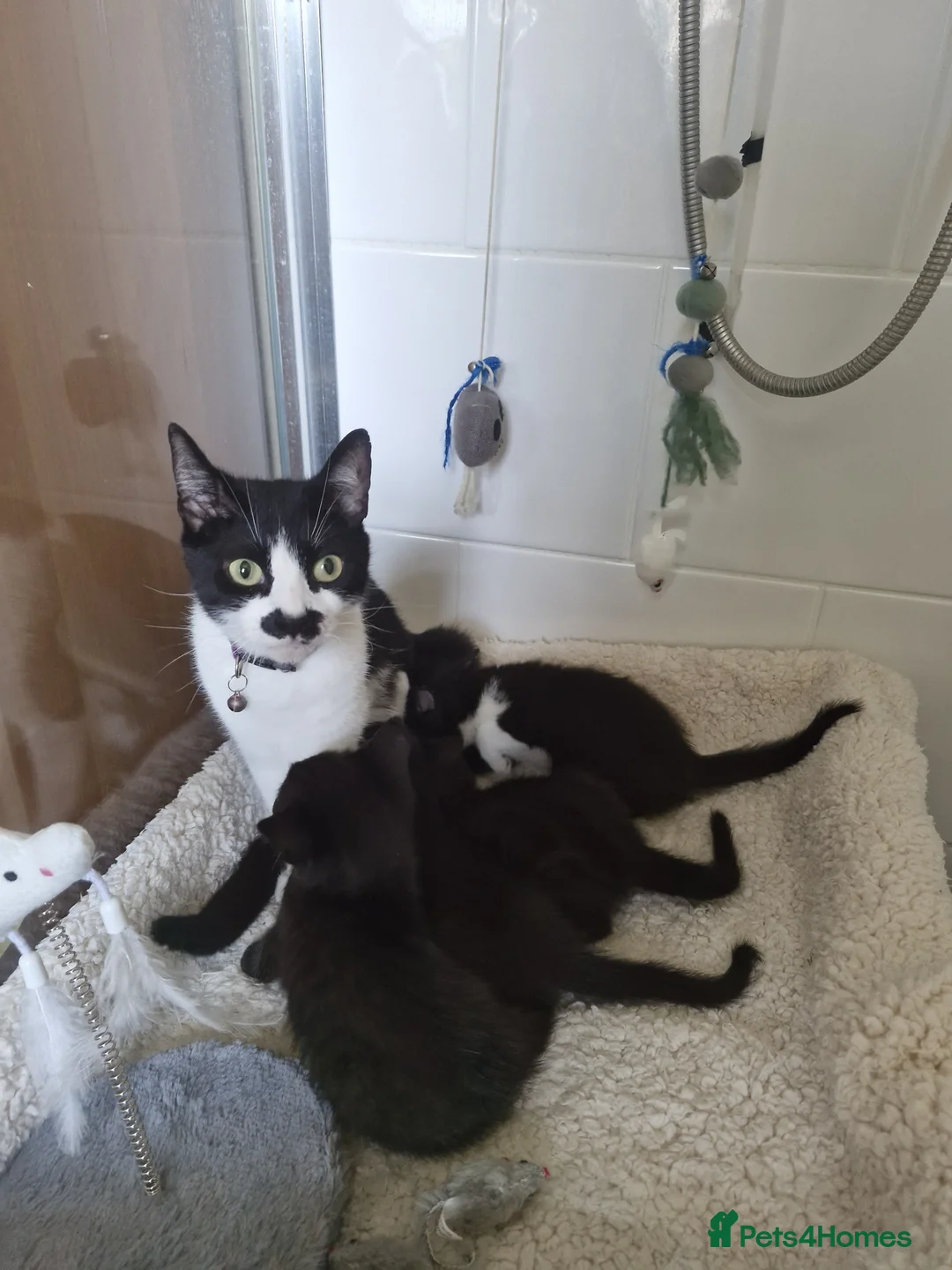 Mixed Breed cats for sale: Kittens black and white - Advert 1