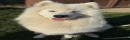 Samoyed dogs for stud: Stunning samoyed available for stud in Felixstowe - Advert 4