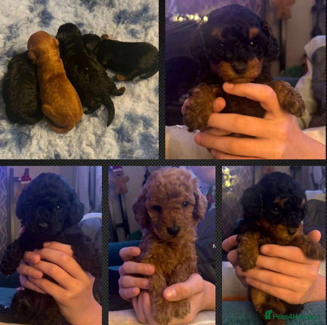 Toy Poodle dogs for stud: KC registered / health tested toy poodle stud in Bolton - Advert 12