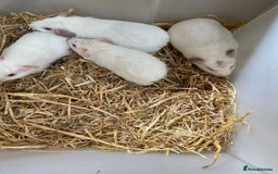 Guinea Pig rodents for sale: Baby Female Guinea Pigs For Sale - Image 2