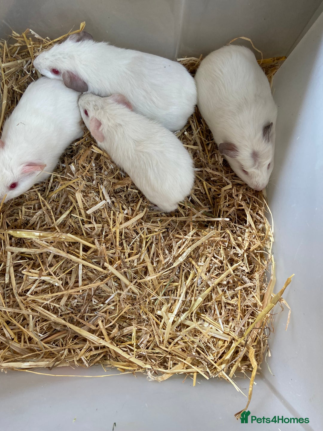 Guinea Pig rodents for sale: Baby Female Guinea Pigs For Sale - Image 2