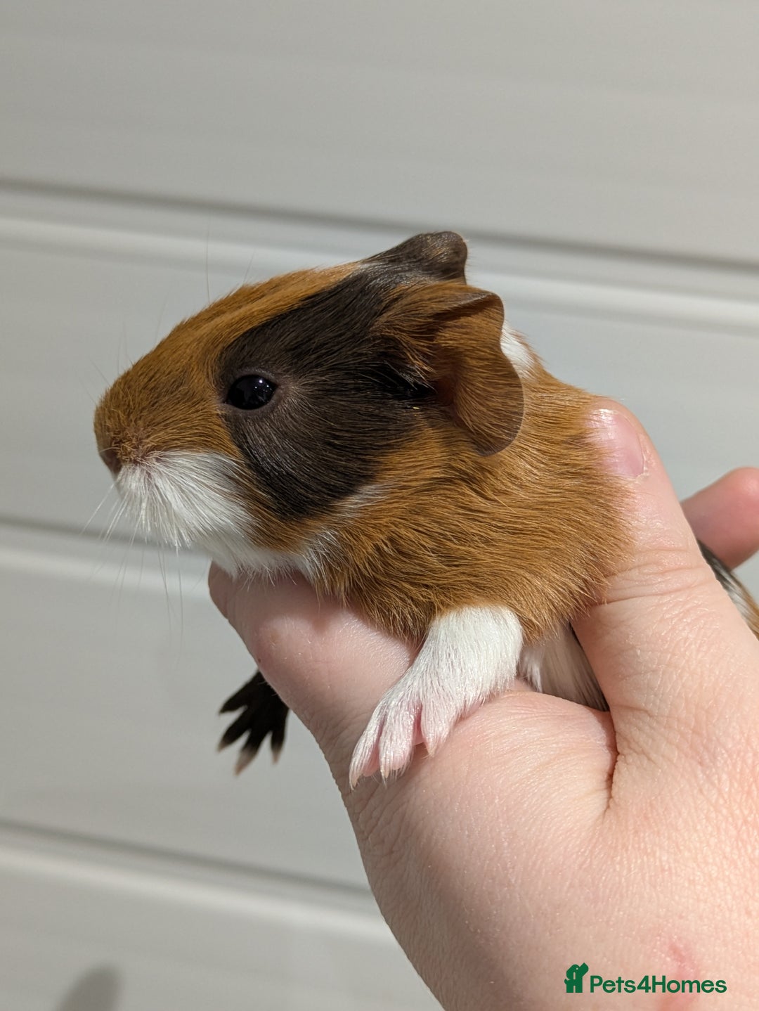 Guinea Pig rodents for sale: Guinea pigs location Dagenham Essex  - Advert 11