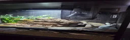 Leopard Gecko reptiles for sale: Leopard gecko male  in Bromsgrove - Advert 6