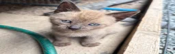 Mixed Breed cats for sale: Kittens  - Advert 8