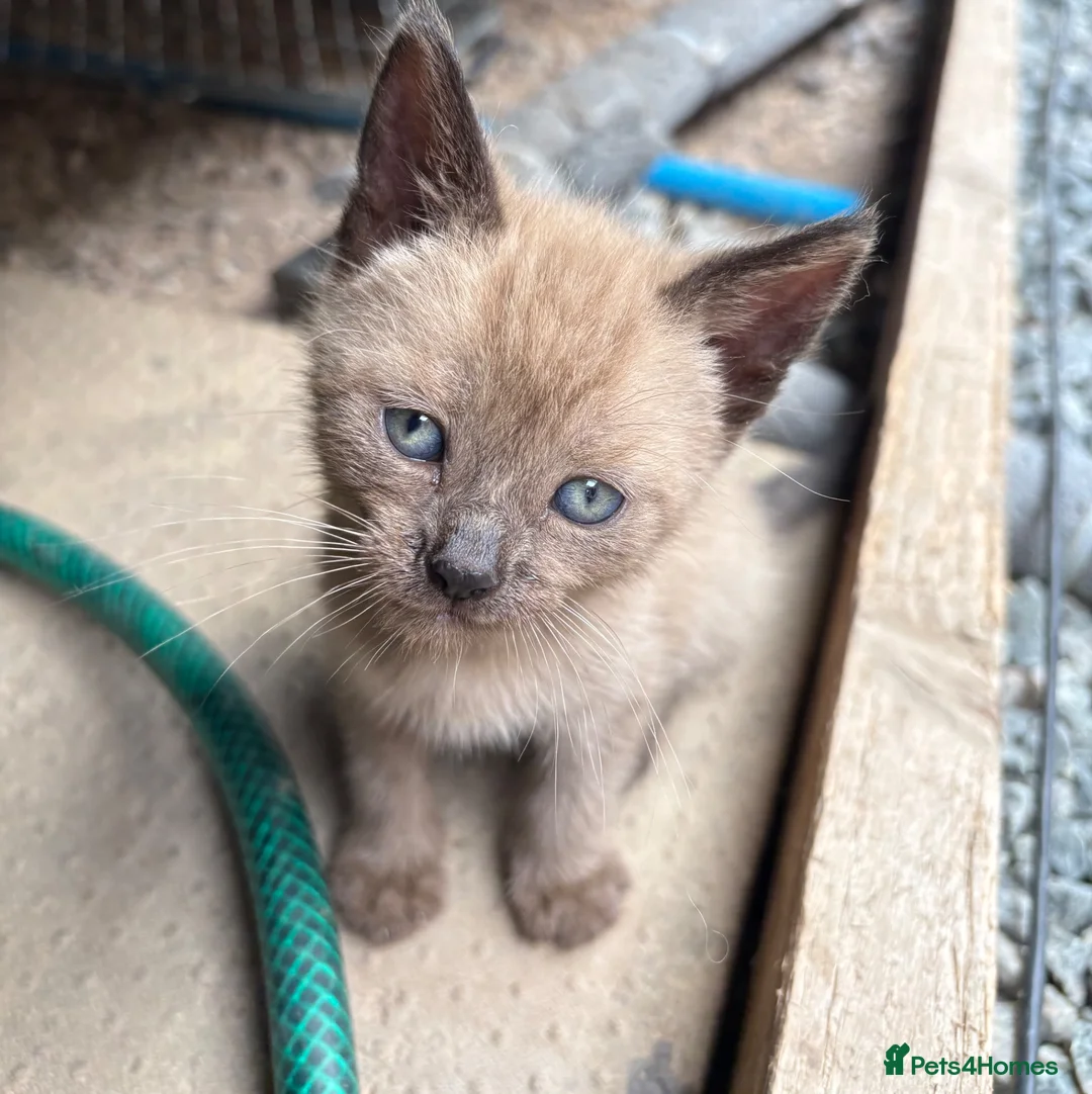 Mixed Breed cats for sale: Kittens  - Advert 8