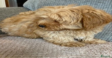 Cockapoo dogs - Advert 3