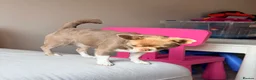 Chihuahua dogs for sale: Kc registered female adult  - Advert 4