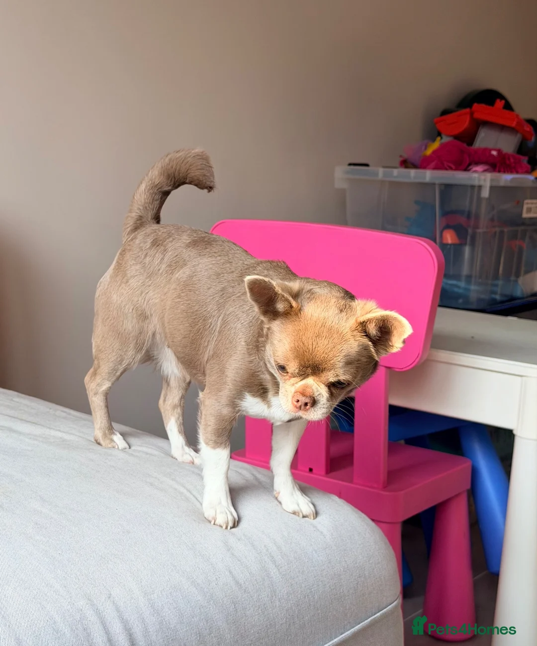 Chihuahua dogs for sale: Kc registered female adult  - Advert 4