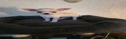 Chihuahua dogs for sale: Chihuahua  in Burnley - Advert 5