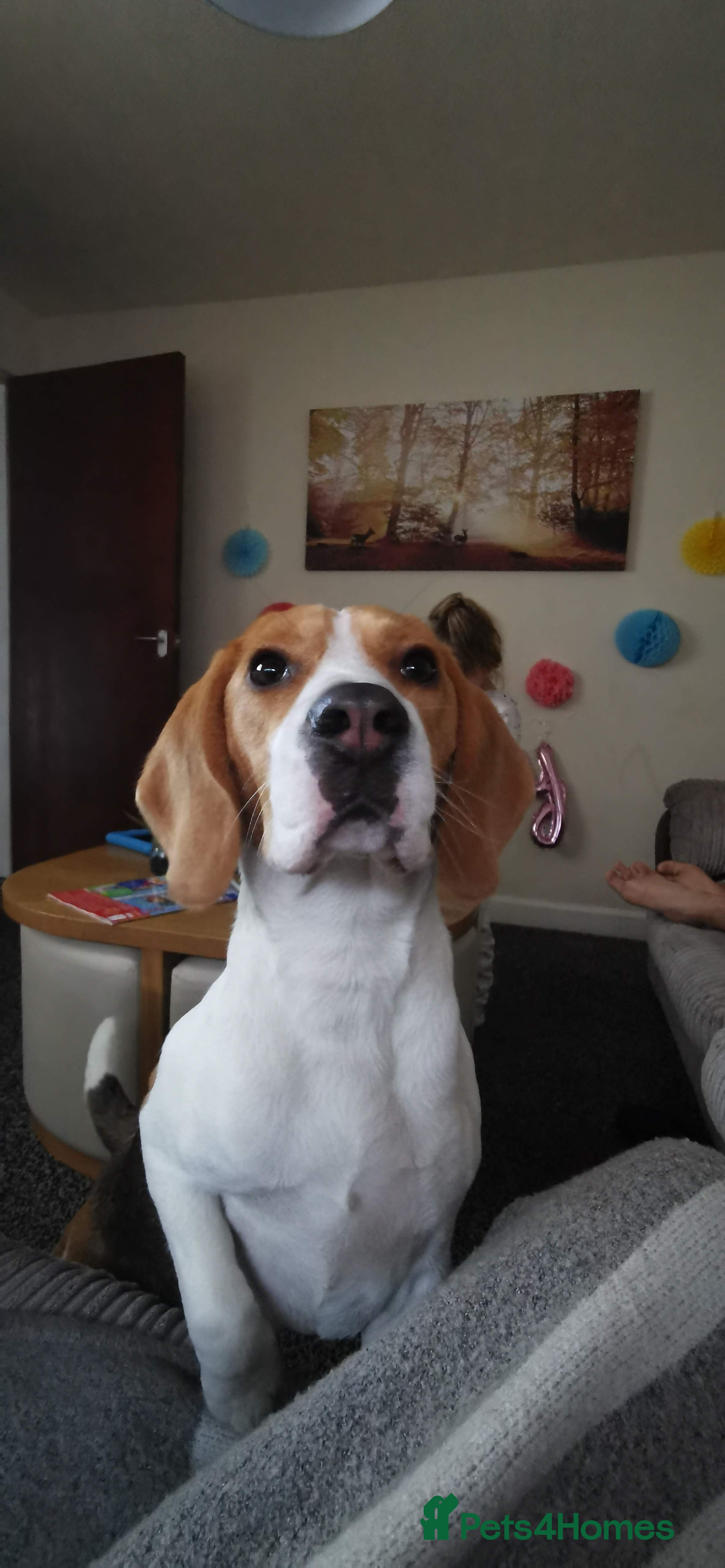 Beagle dogs Lovely 5 years old female Beagle  in Huddersfield - Advert 6