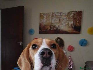 Beagle dogs Lovely 5 years old female Beagle in Huddersfield - Advert 6