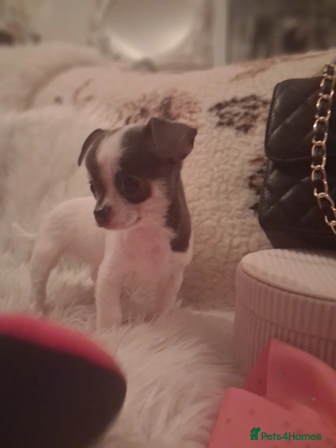 Chihuahua dogs for sale: Two chihuahua girls - Advert 14