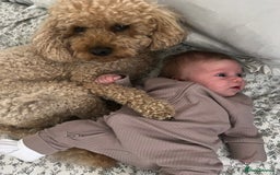 Cavapoo dogs for sale: Cavapoo for rehoming - Advert 2